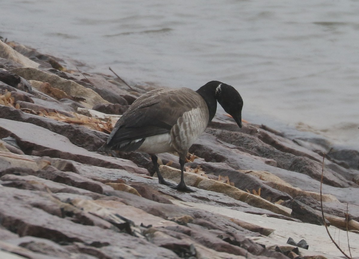 Brant - ML637315981