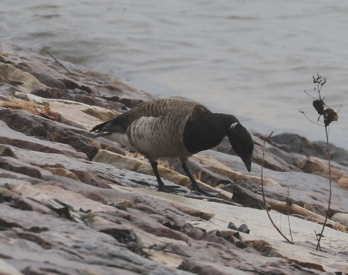 Brant - ML637315982