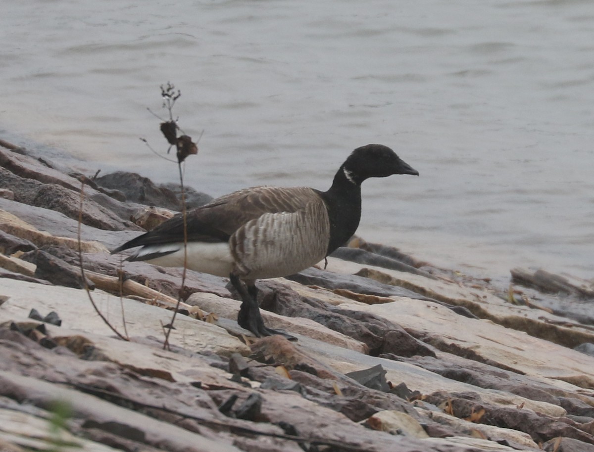 Brant - ML637315984
