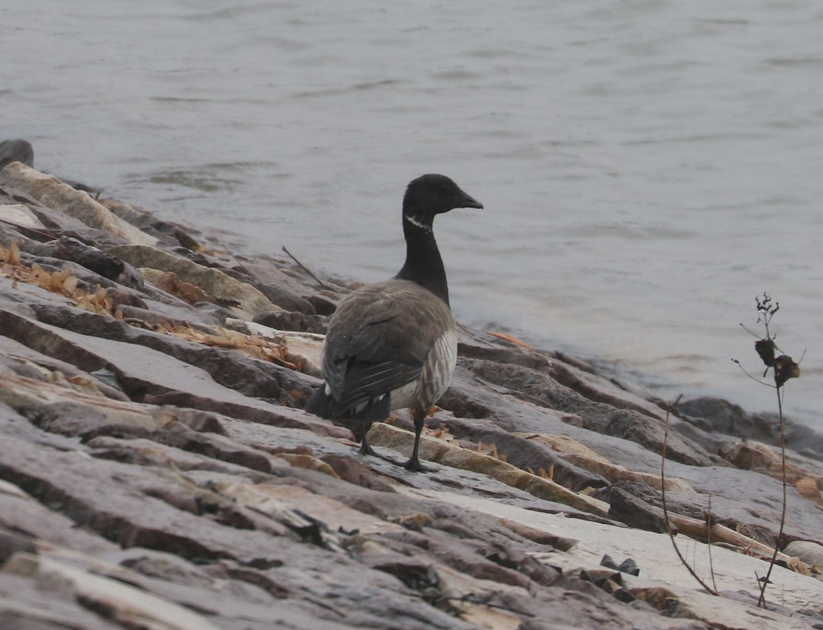 Brant - ML637315985
