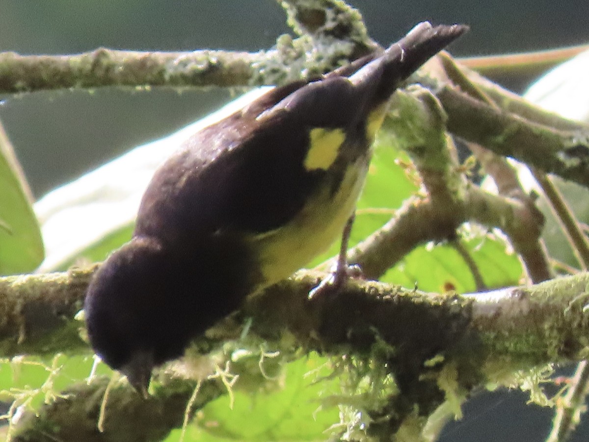 Yellow-bellied Siskin - ML637315988