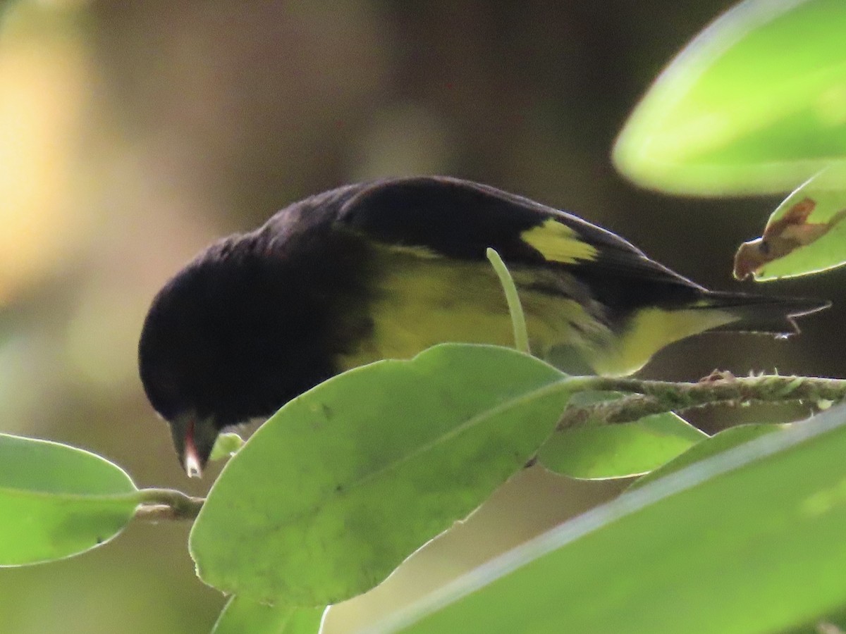 Yellow-bellied Siskin - ML637315989