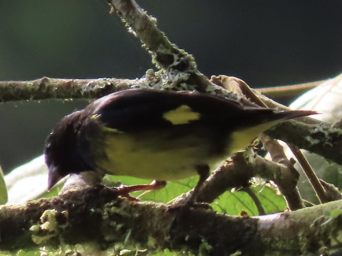 Yellow-bellied Siskin - ML637315990