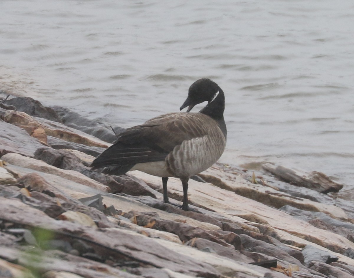 Brant - ML637315991