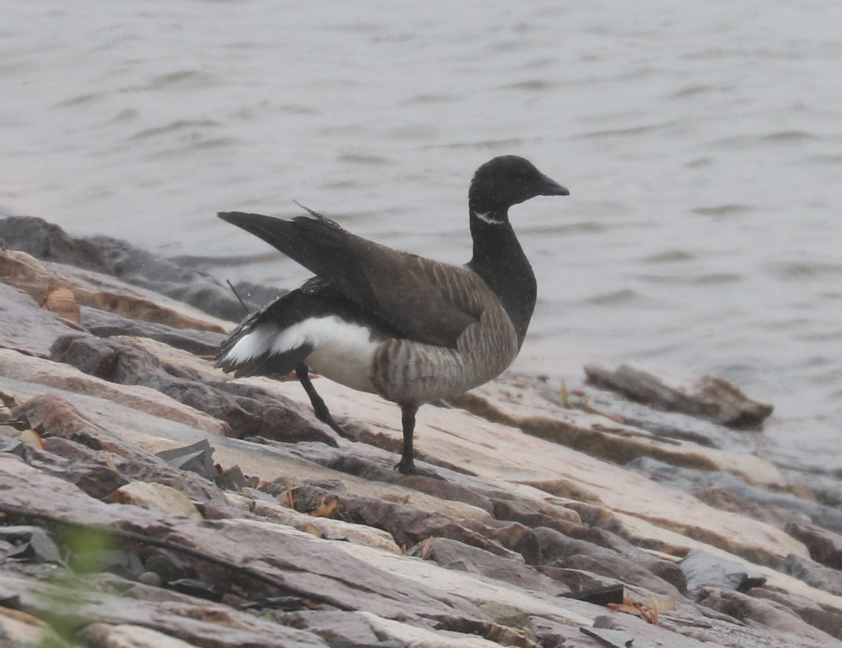 Brant - ML637315992
