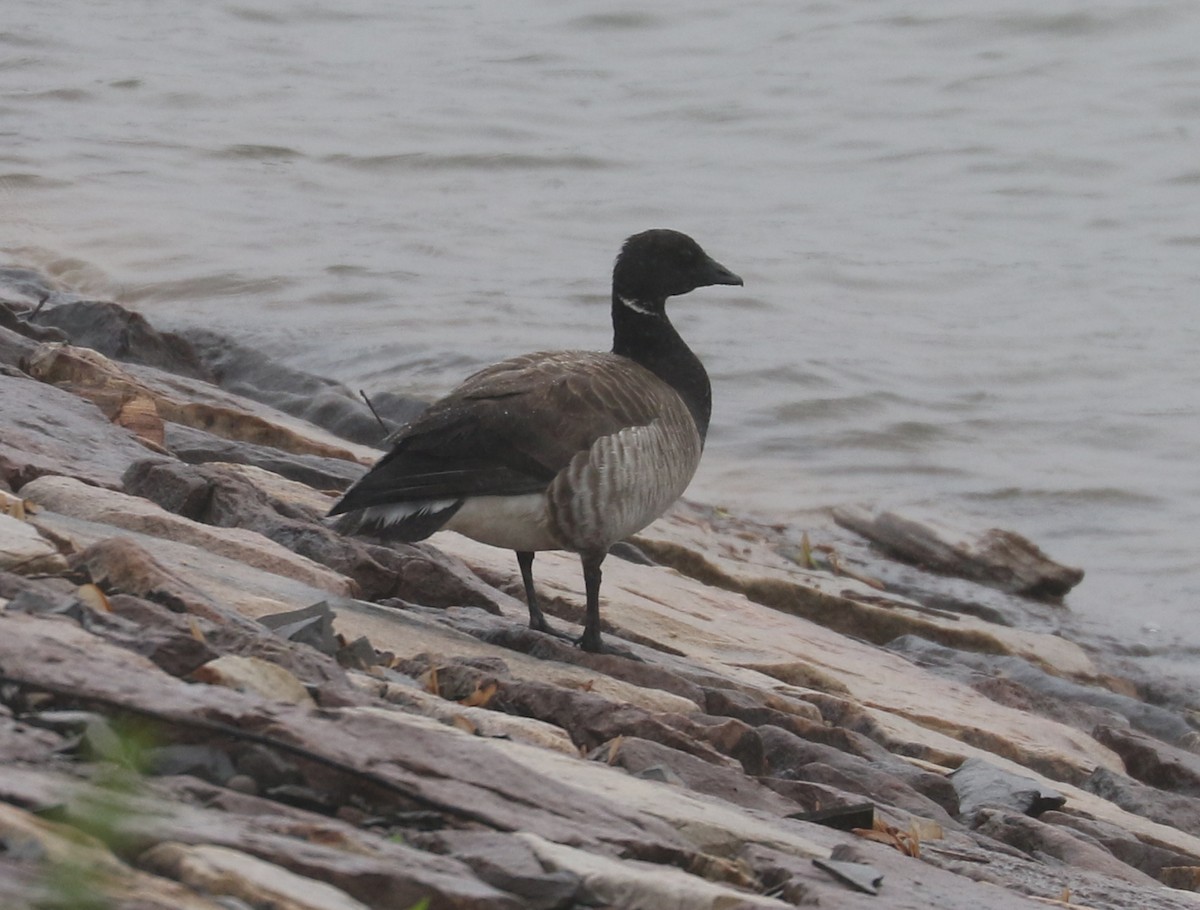 Brant - ML637315993