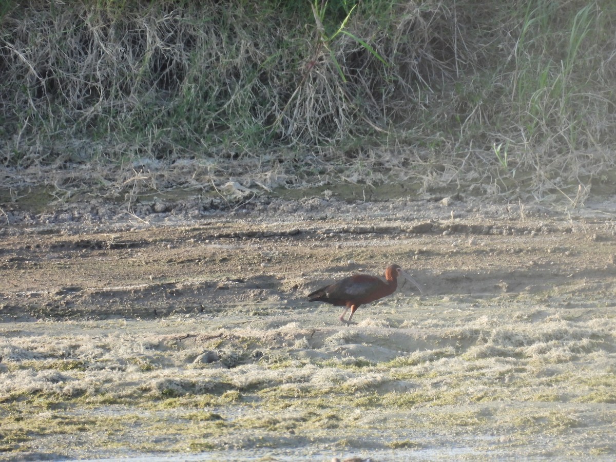 White-faced Ibis - ML637316025