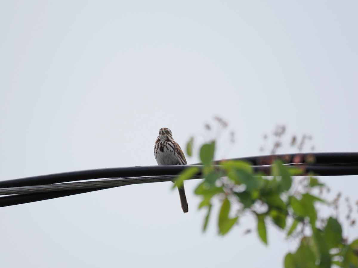 Song Sparrow - ML637316038