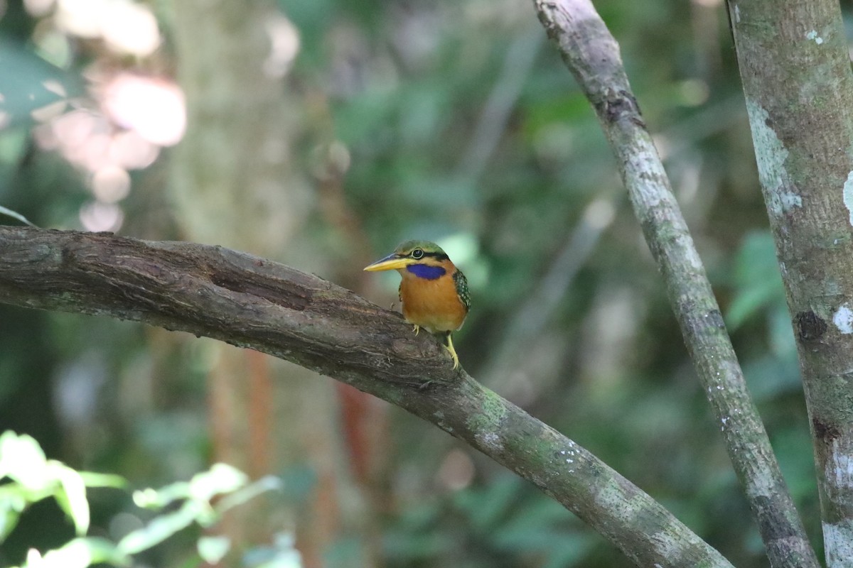 Rufous-collared Kingfisher - ML637316086