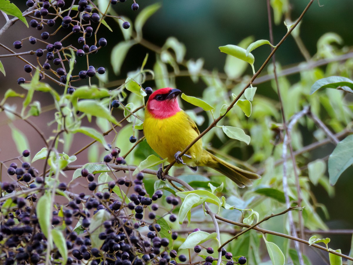 Red-headed Tanager - ML637316115