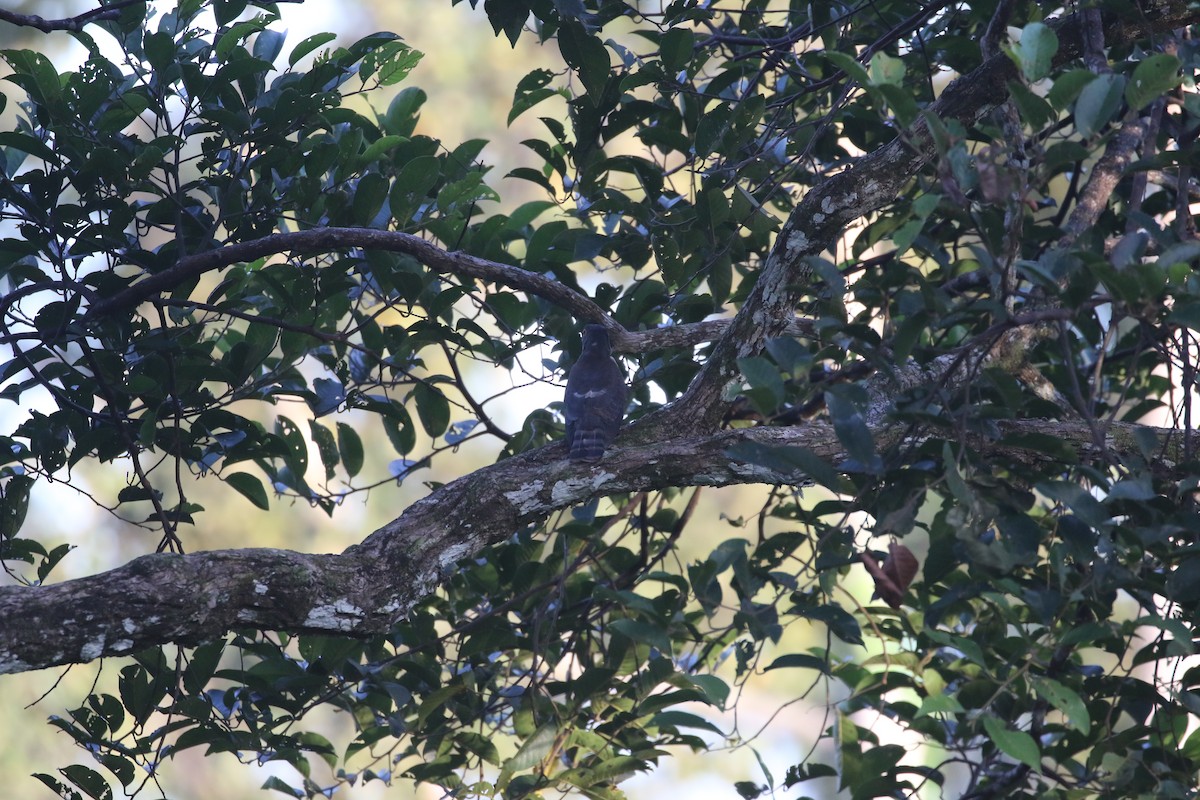 Hodgson's Hawk-Cuckoo - ML637316116