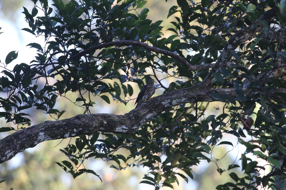 Hodgson's Hawk-Cuckoo - ML637316117