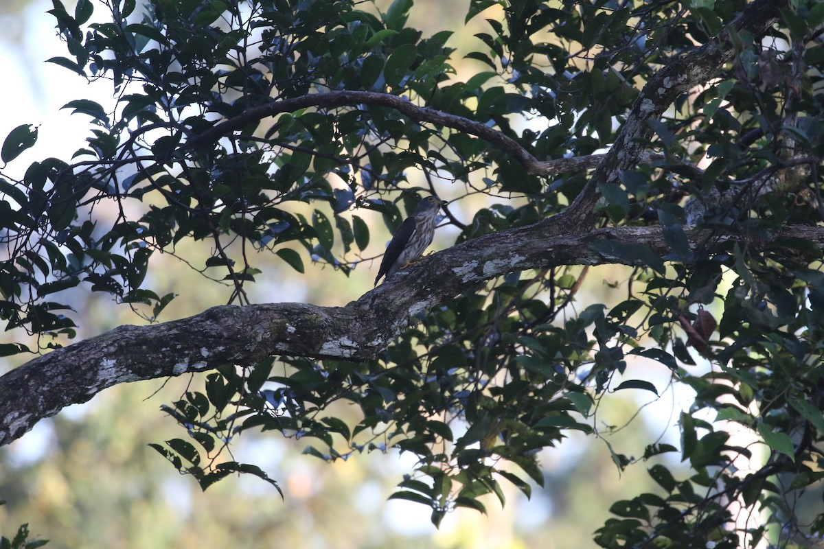 Hodgson's Hawk-Cuckoo - ML637316118