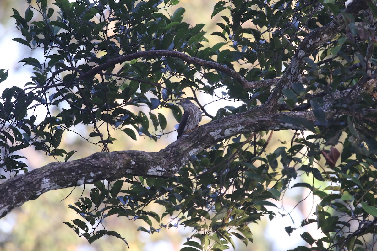 Hodgson's Hawk-Cuckoo - ML637316119