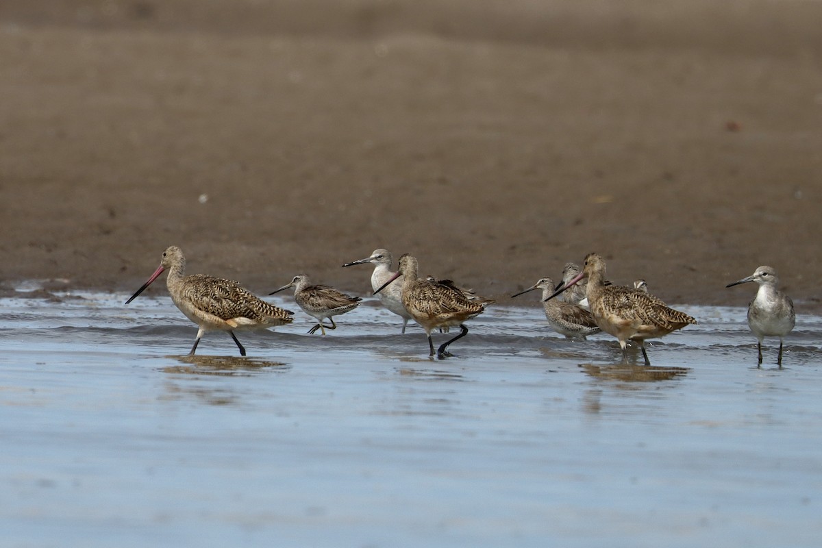 Marbled Godwit - ML637316133