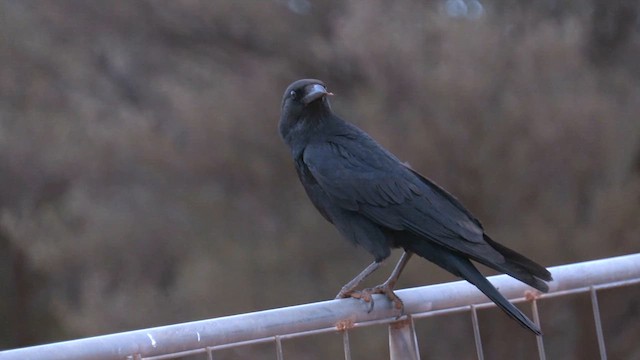 Little Crow - ML637316144