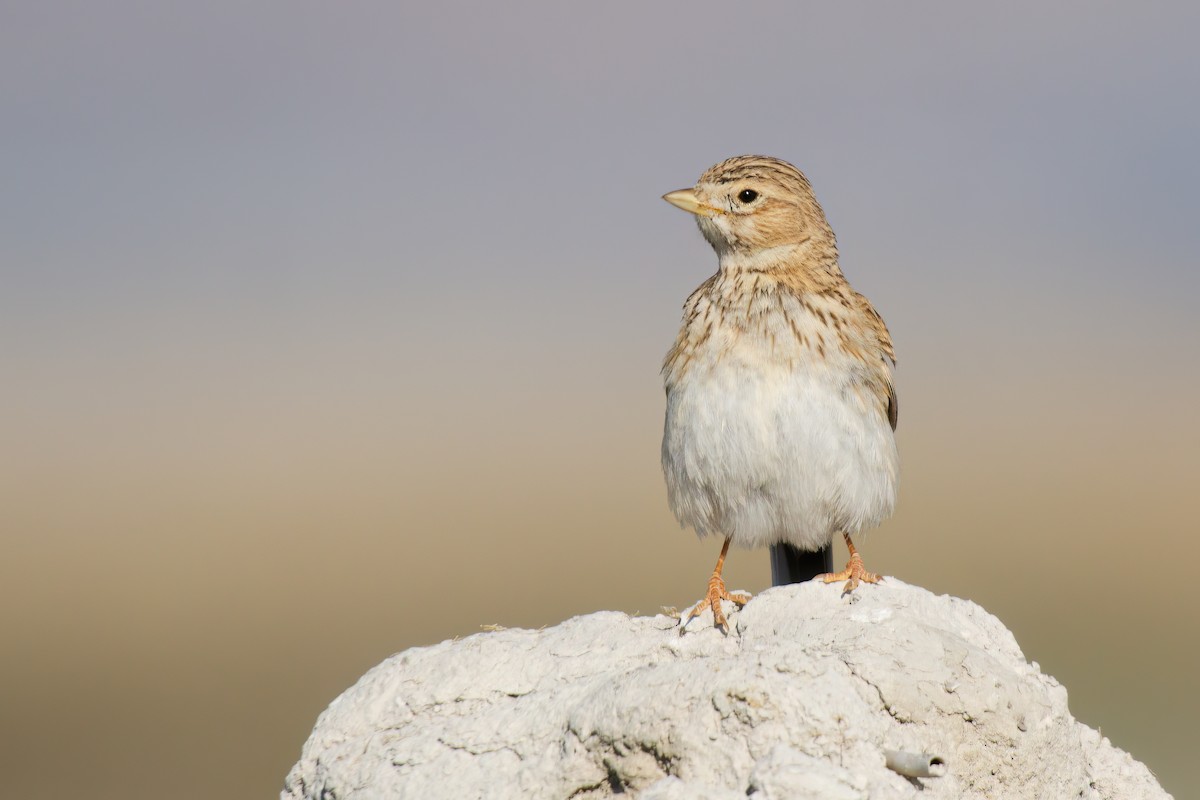 Mediterranean Short-toed Lark - ML637316148