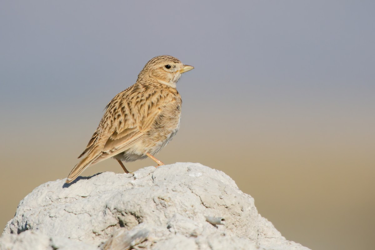 Mediterranean Short-toed Lark - ML637316149
