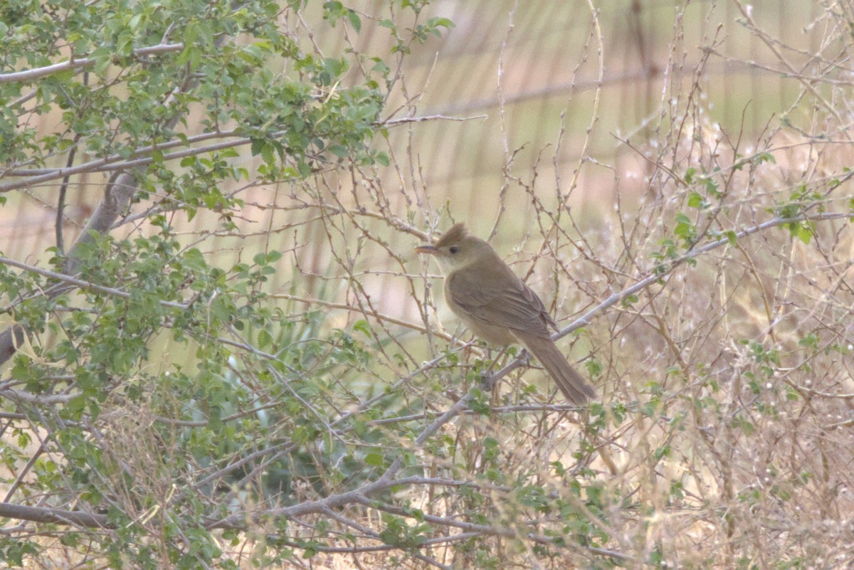 Thick-billed Warbler - ML637316191