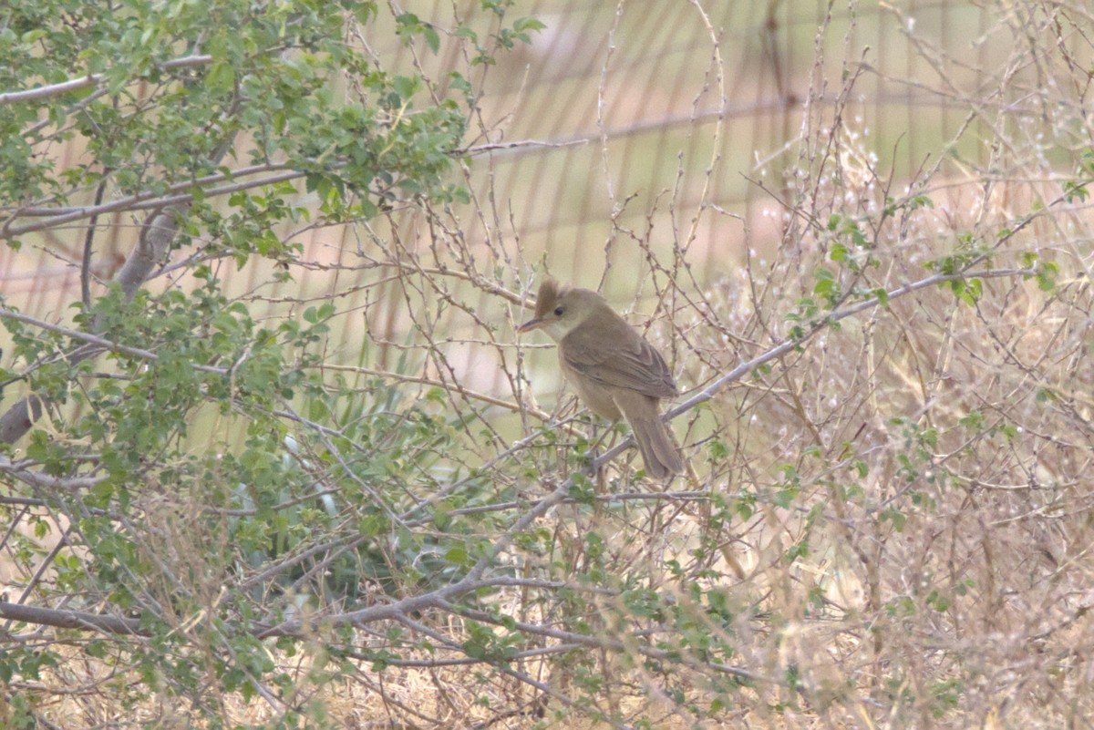 Thick-billed Warbler - ML637316192