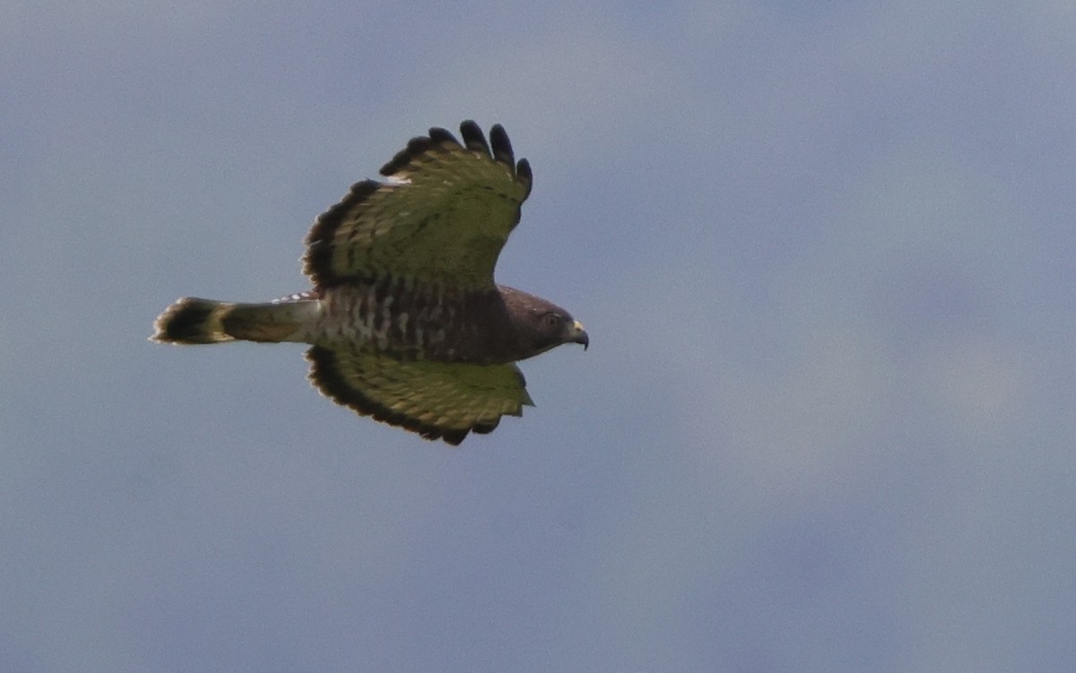 Broad-winged Hawk - ML637316320