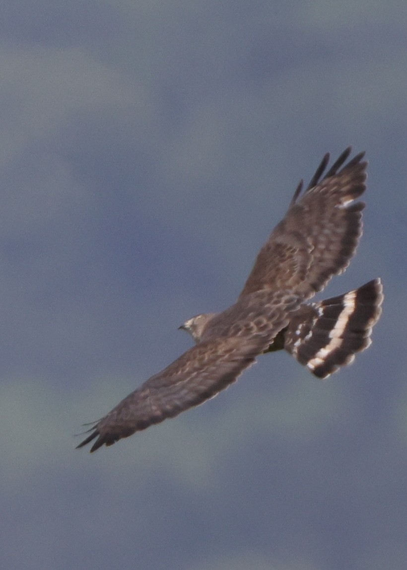 Broad-winged Hawk - ML637316339