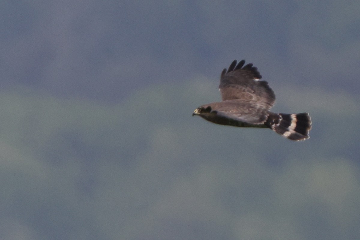 Broad-winged Hawk - ML637316348