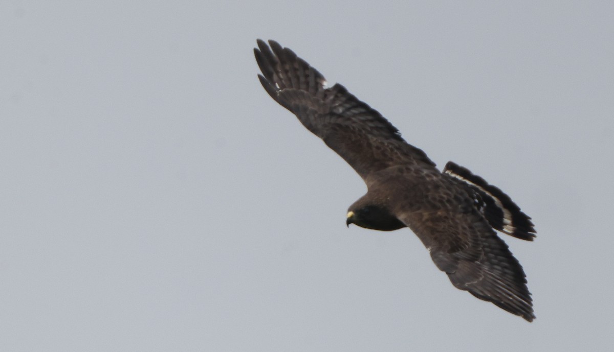 Broad-winged Hawk - ML637316371