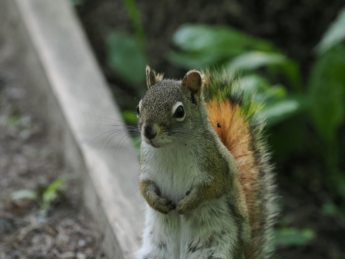 American Red Squirrel - ML637316376