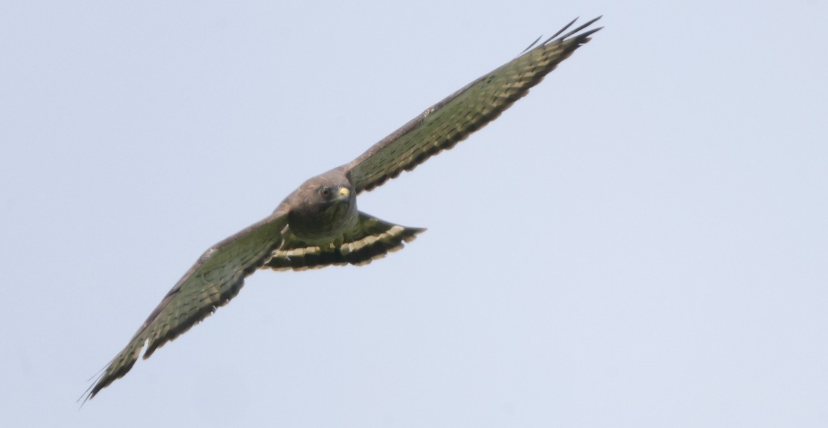 Broad-winged Hawk - ML637316377