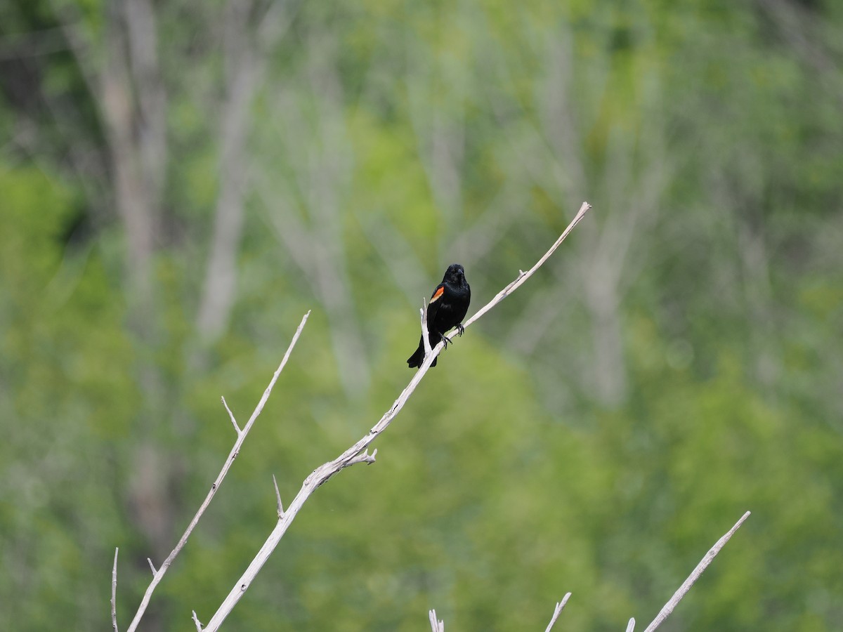 Red-winged Blackbird - ML637316380
