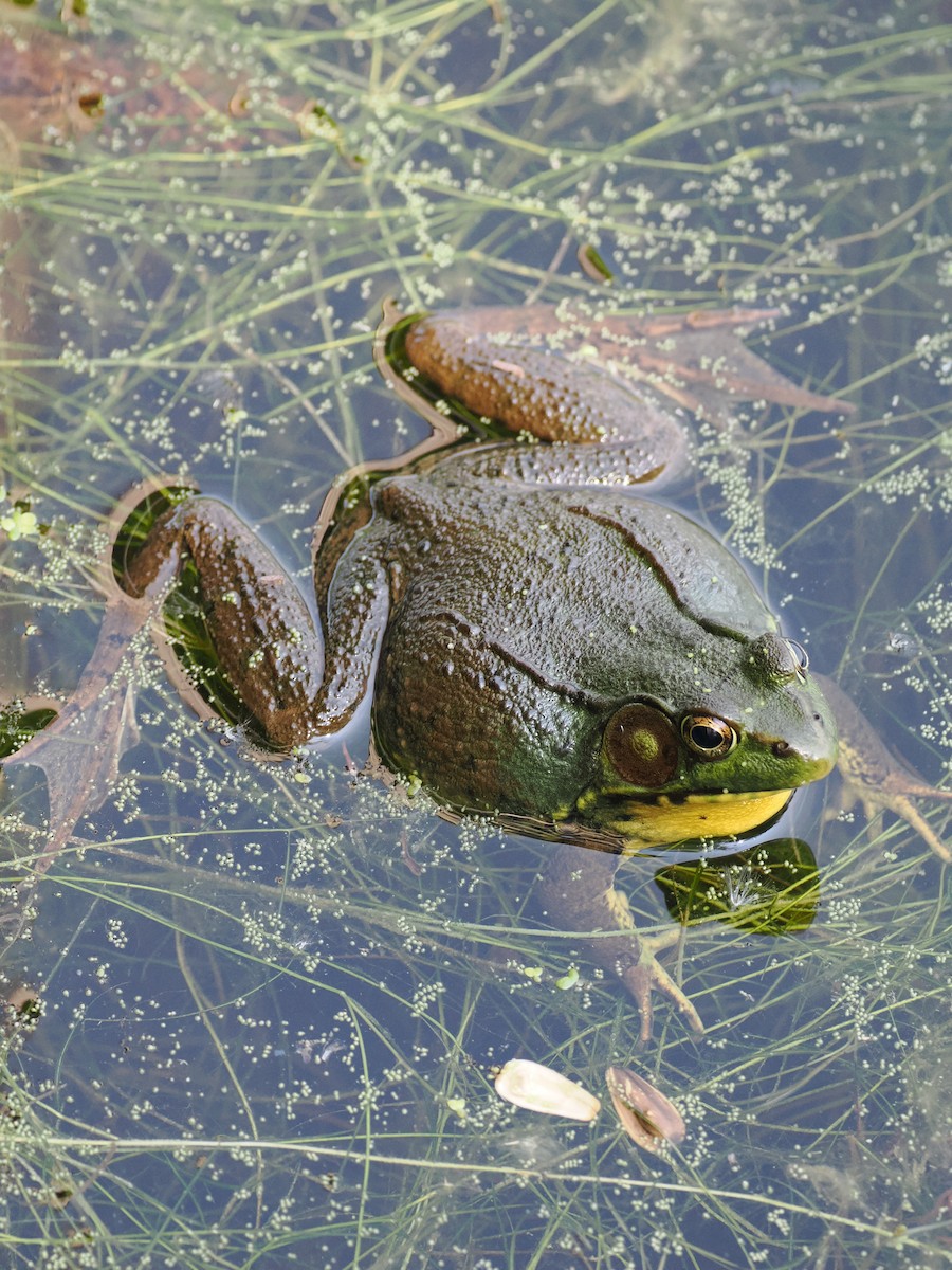 Green Frog - ML637316396