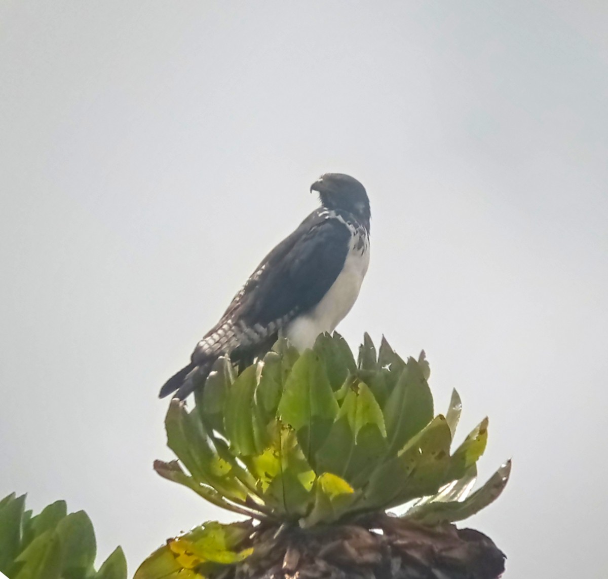 Augur Buzzard - ML637316403