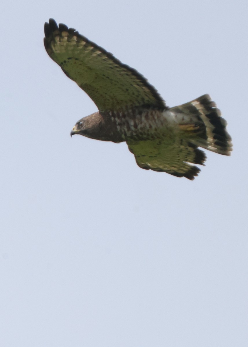 Broad-winged Hawk - ML637316417