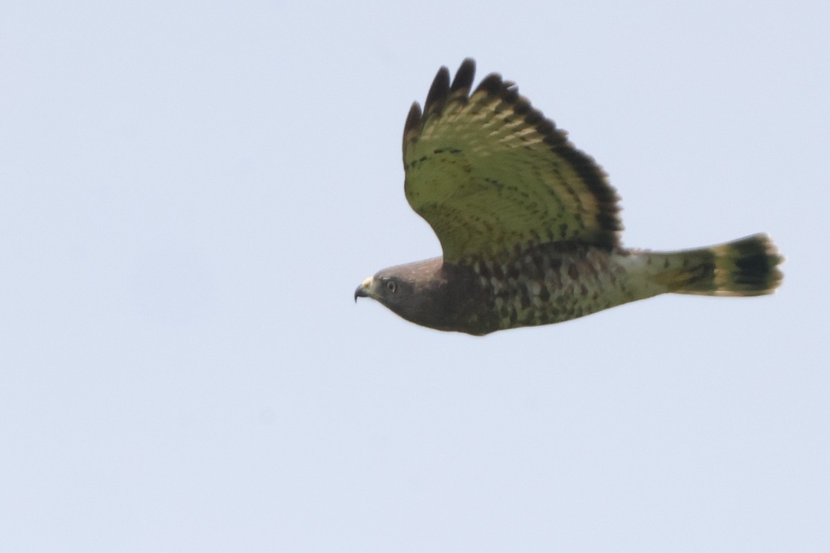 Broad-winged Hawk - ML637316428