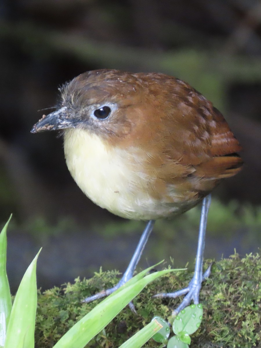 Yellow-breasted Antpitta - ML637316437