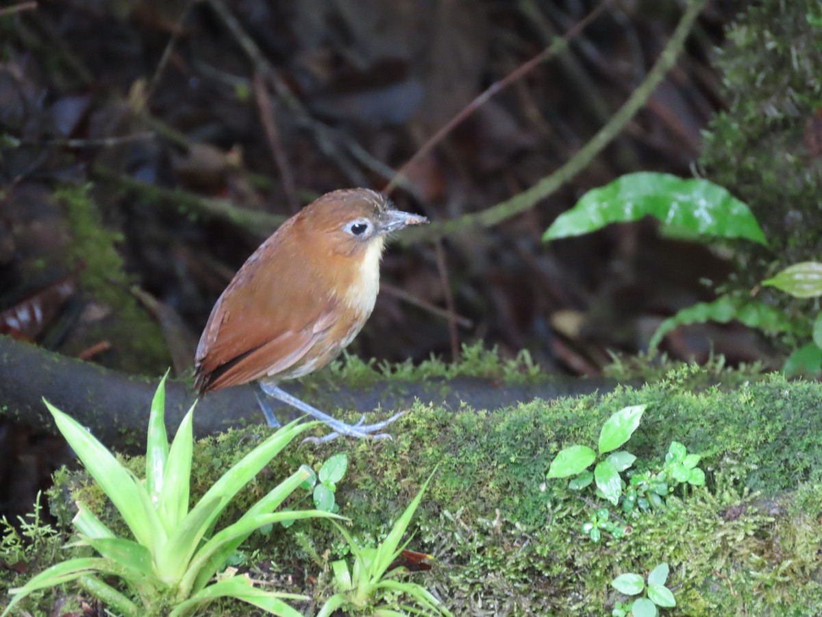 Yellow-breasted Antpitta - ML637316438