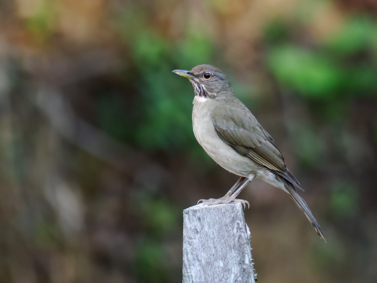 White-throated Thrush (White-throated) - ML637316482