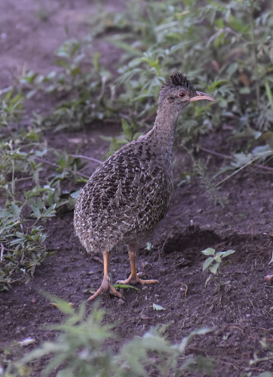 Andean Tinamou - ML637316489