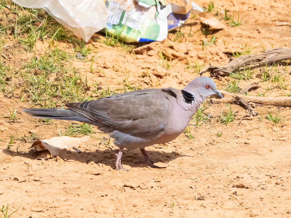 Mourning Collared-Dove - ML637316509