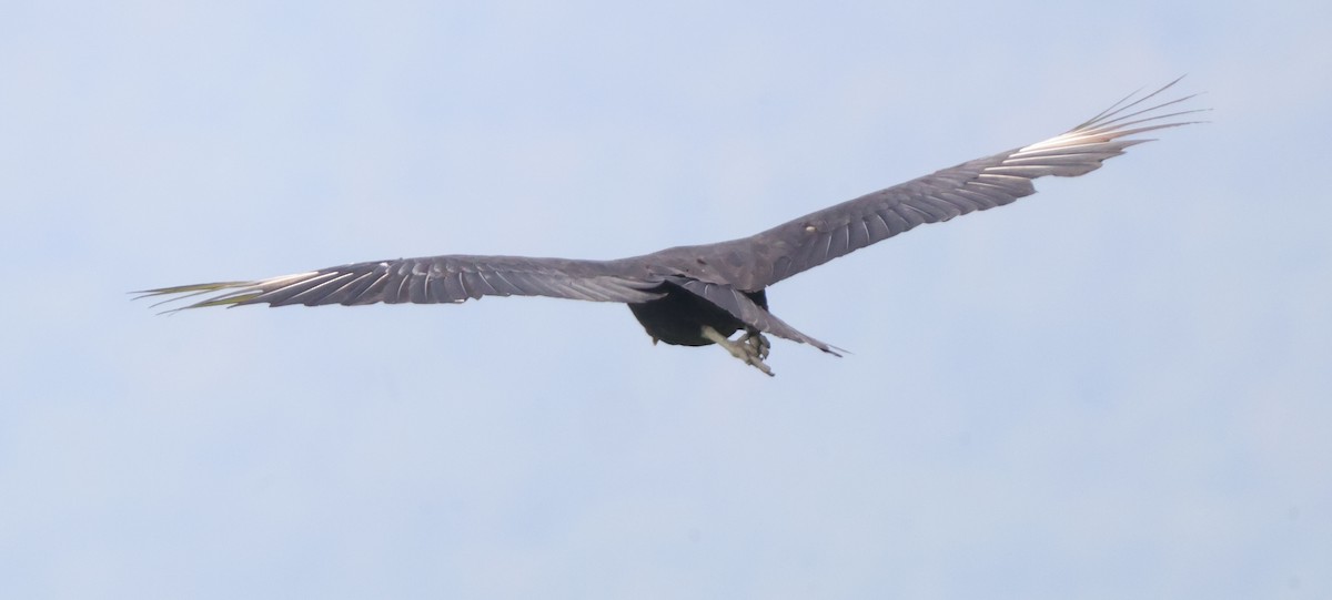 Black Vulture - ML637316529