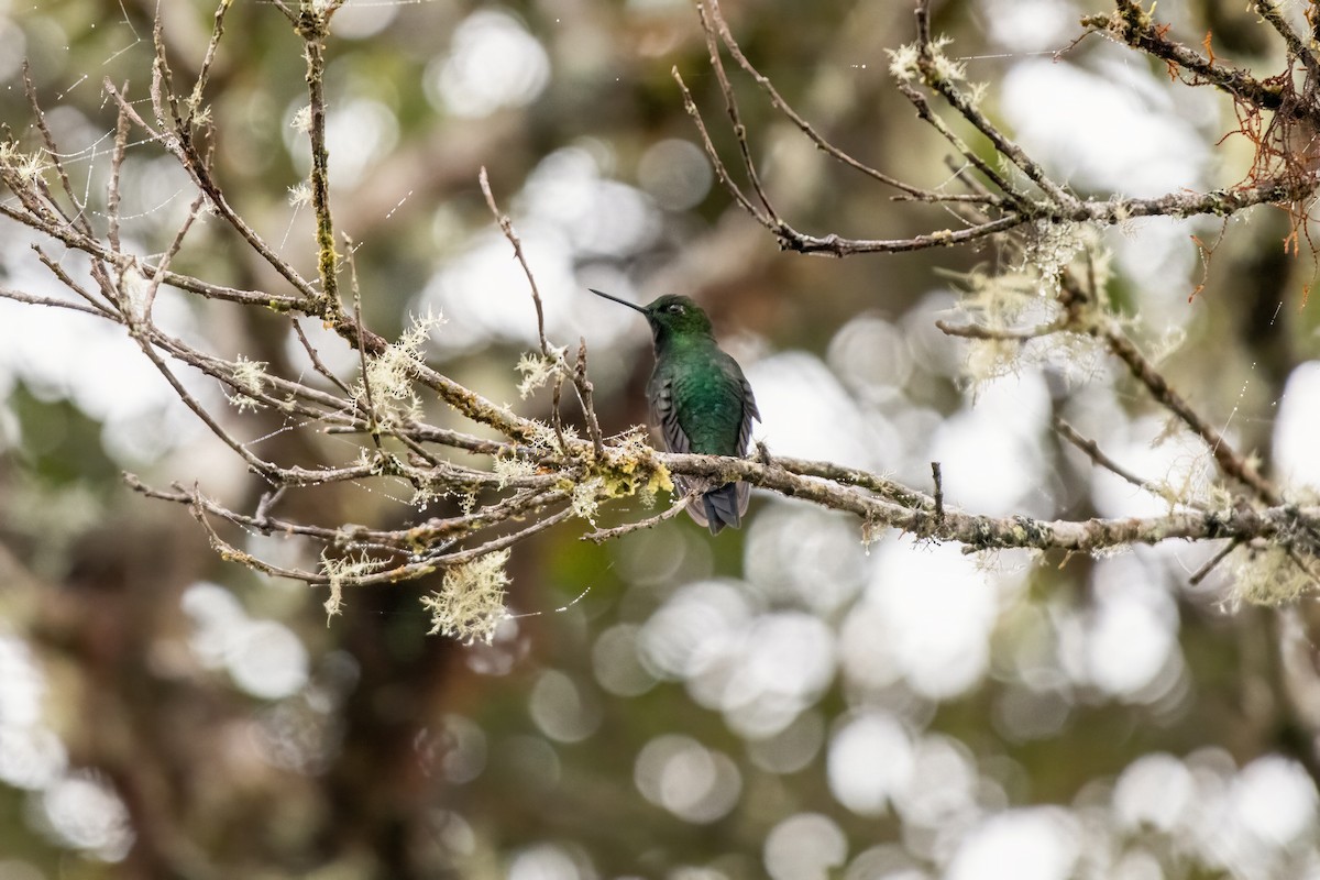 Glowing Puffleg - ML637316536