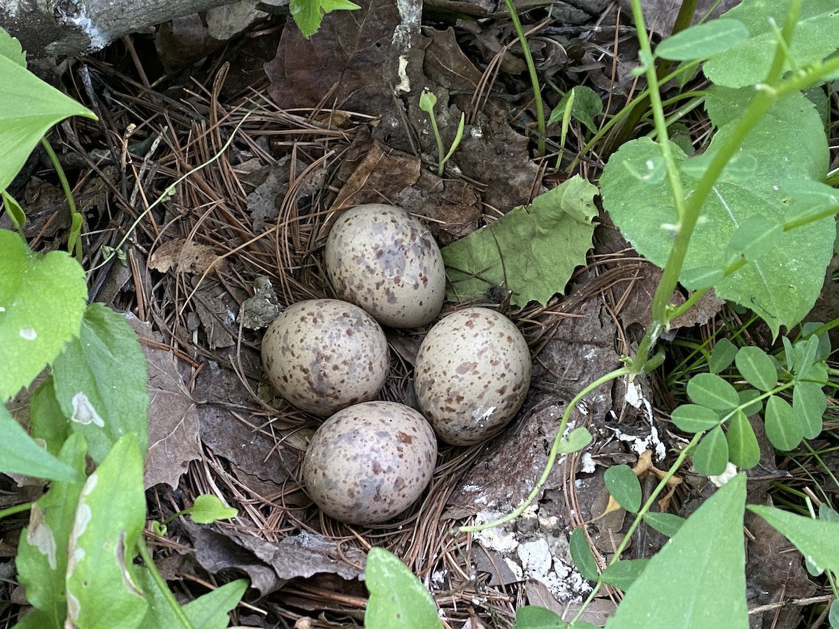 American Woodcock - ML637316537