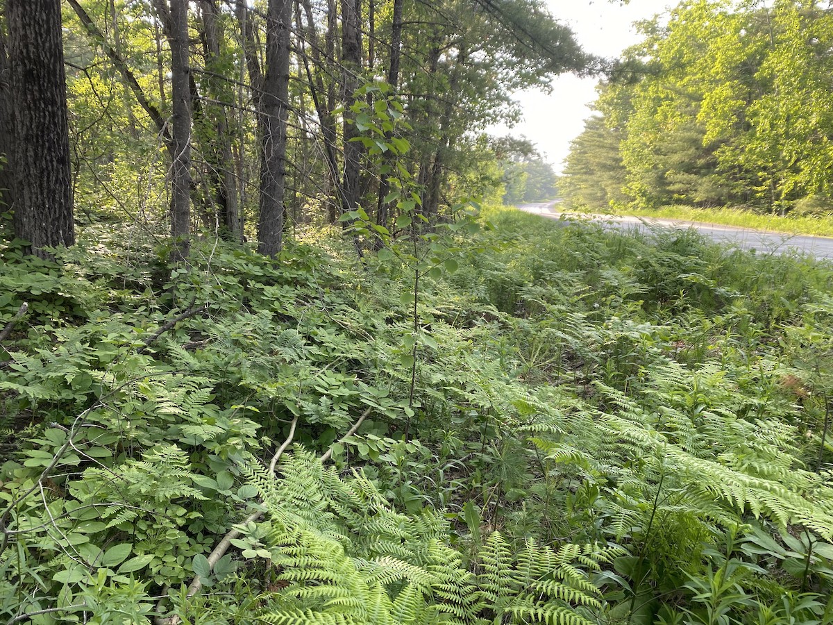 American Woodcock - ML637316538