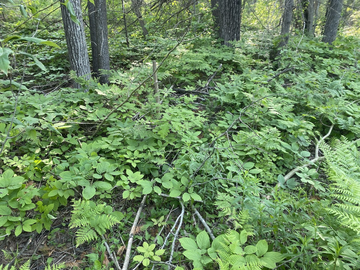 American Woodcock - ML637316539