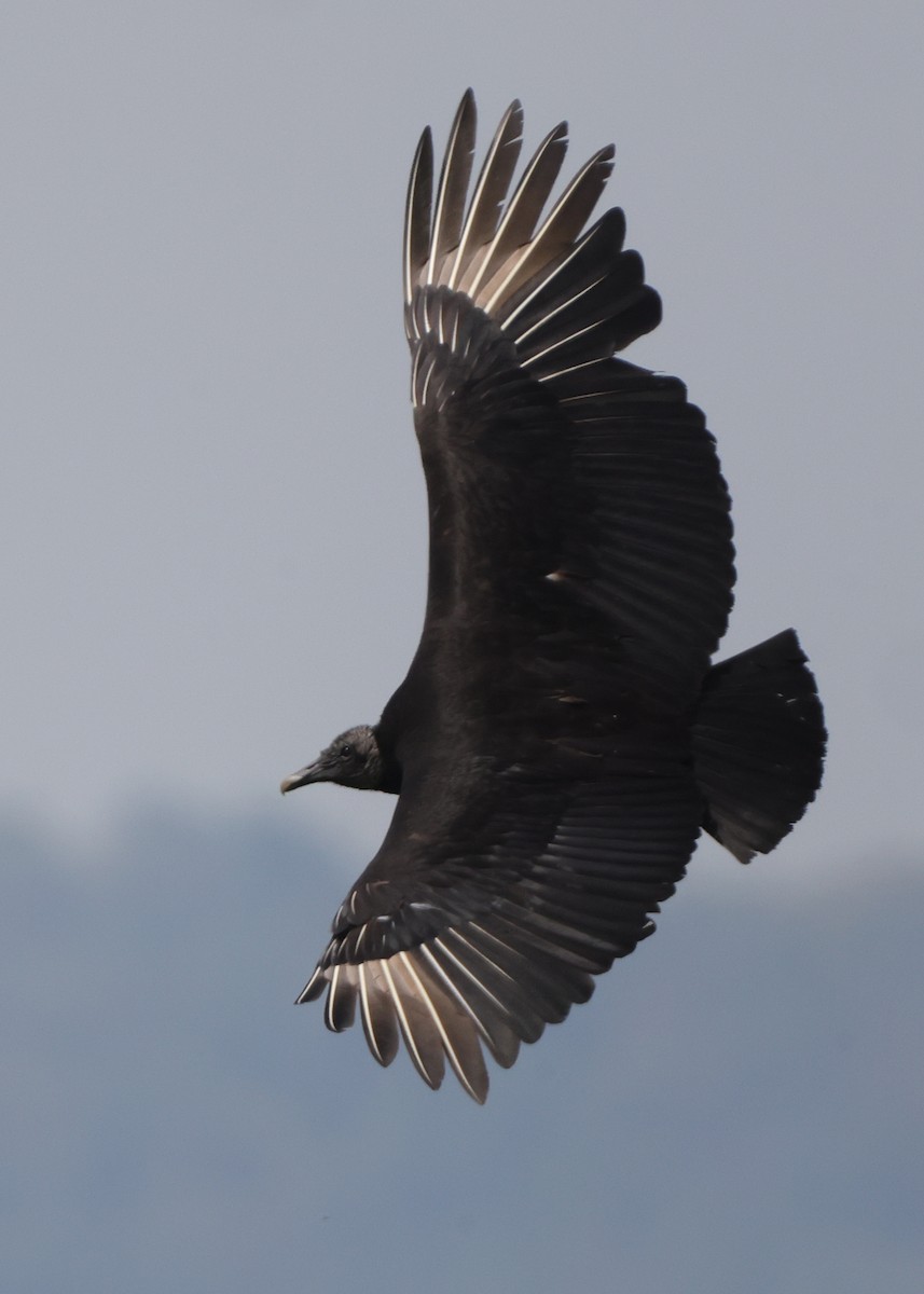Black Vulture - ML637316540