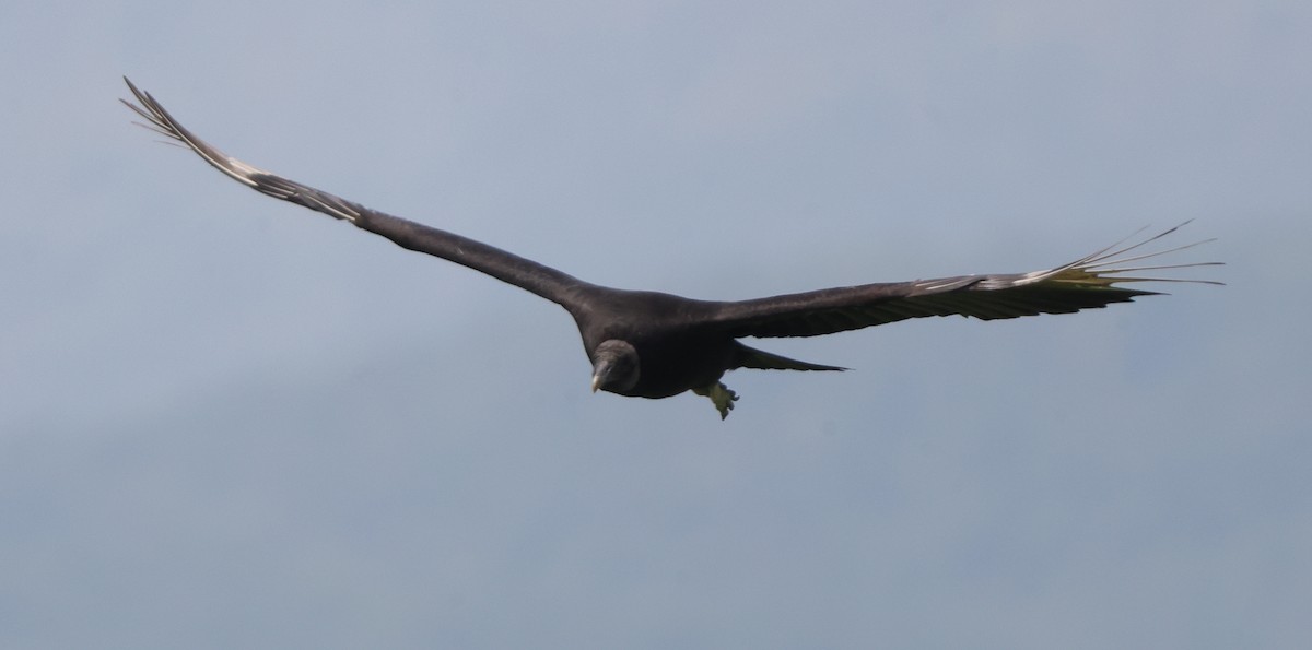 Black Vulture - ML637316561