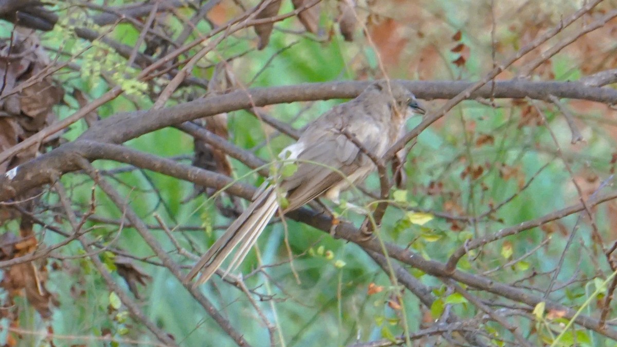 Large Gray Babbler - ML637316565