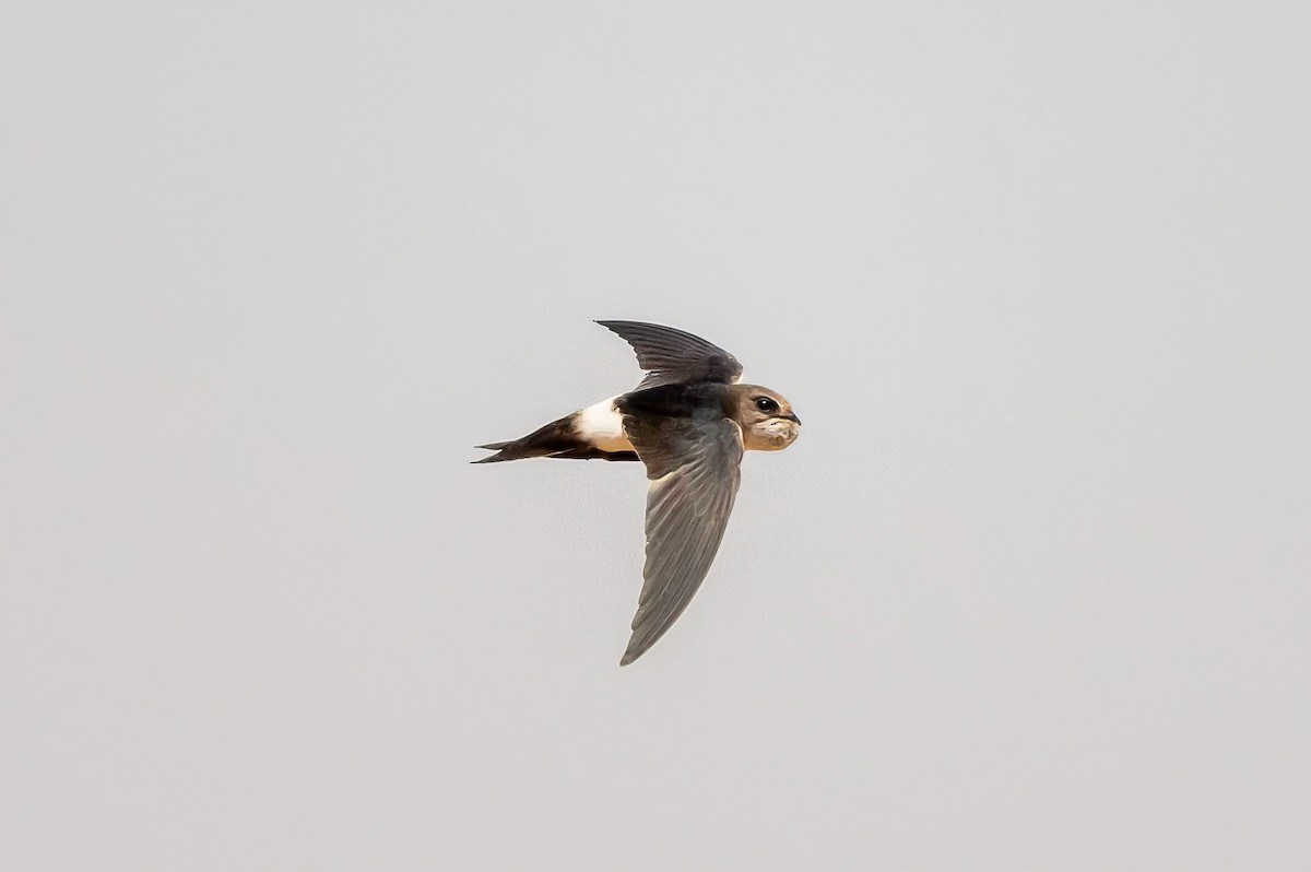 Horus Swift - ML637316568