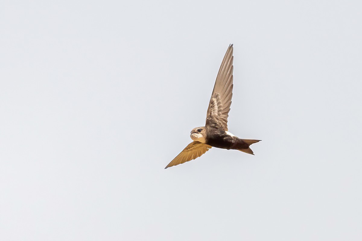 Horus Swift - ML637316574